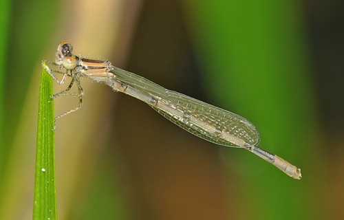 Male, immature
2009_06_28_NC